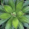 Agave Horrida