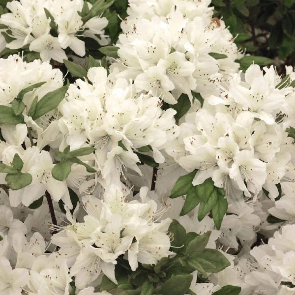 Azalée Du Japon Schneewittchen - Rhododendron Hybride