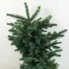 Sapin Noble - Abies Procera Bizarro