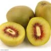 Kiwi - Actinidia Deliciosa Kiwi Wonder