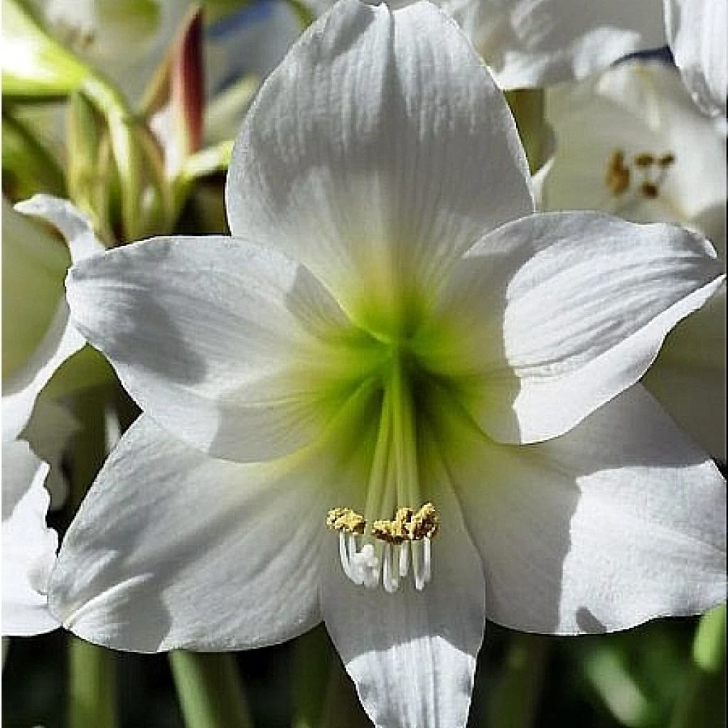 Amaryllis Pluriflore White Garden - Hippeastrum