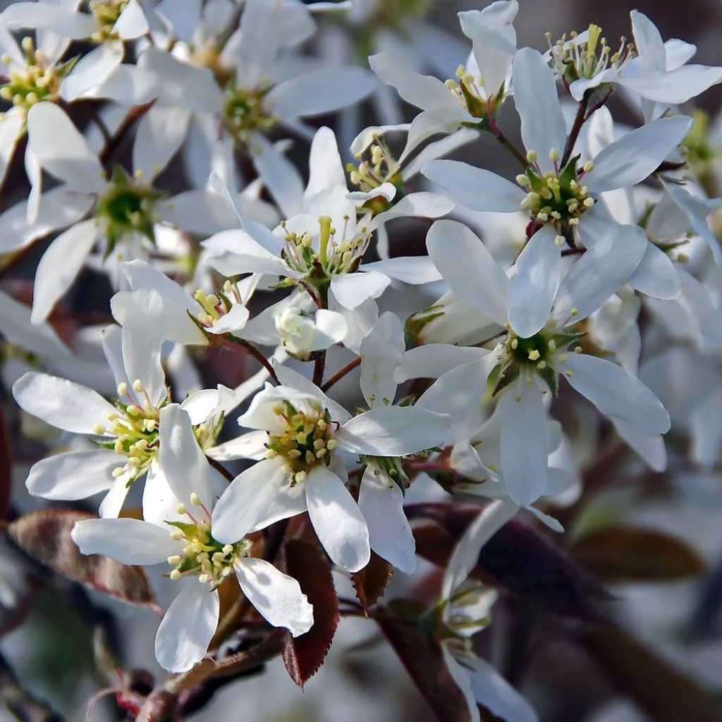 Amelanchier Canadensis - Amélanchier Du Canada