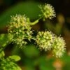 Aralia Nudicaulis - Aralie à Tige Nue