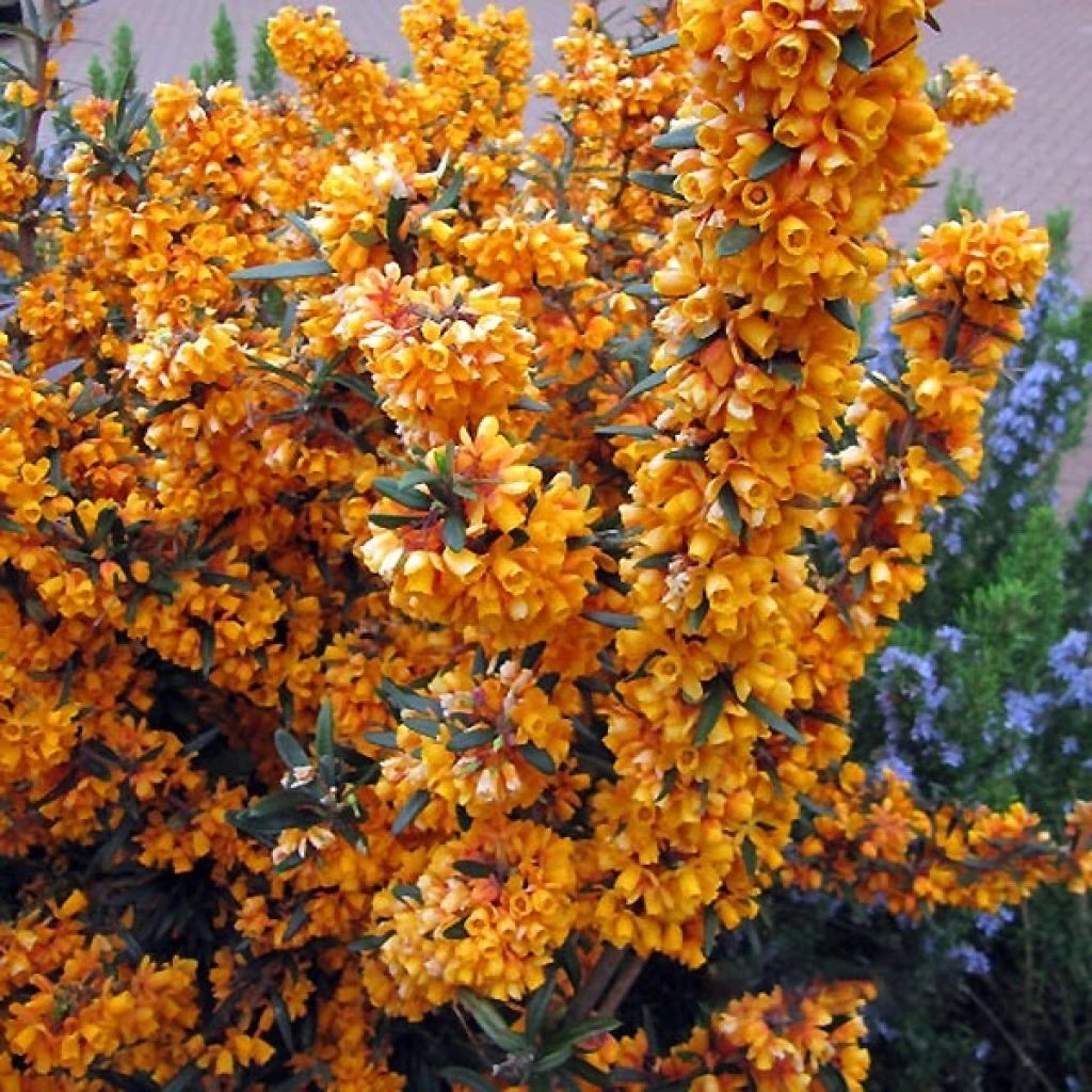 Berberis Linearifolia Orange King - Epine-vinette