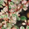 Berberis Thunbergii Natasza