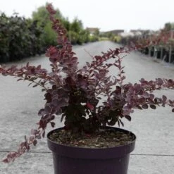 Berberis Thunbergii Toscana