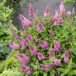Buddleja Davidii Butterfly Butterfly Candy Little Pink - Arbre Aux Papillons Nain