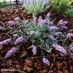 Buddleia Free Petite Lavender Flow - Arbre Aux Papillons