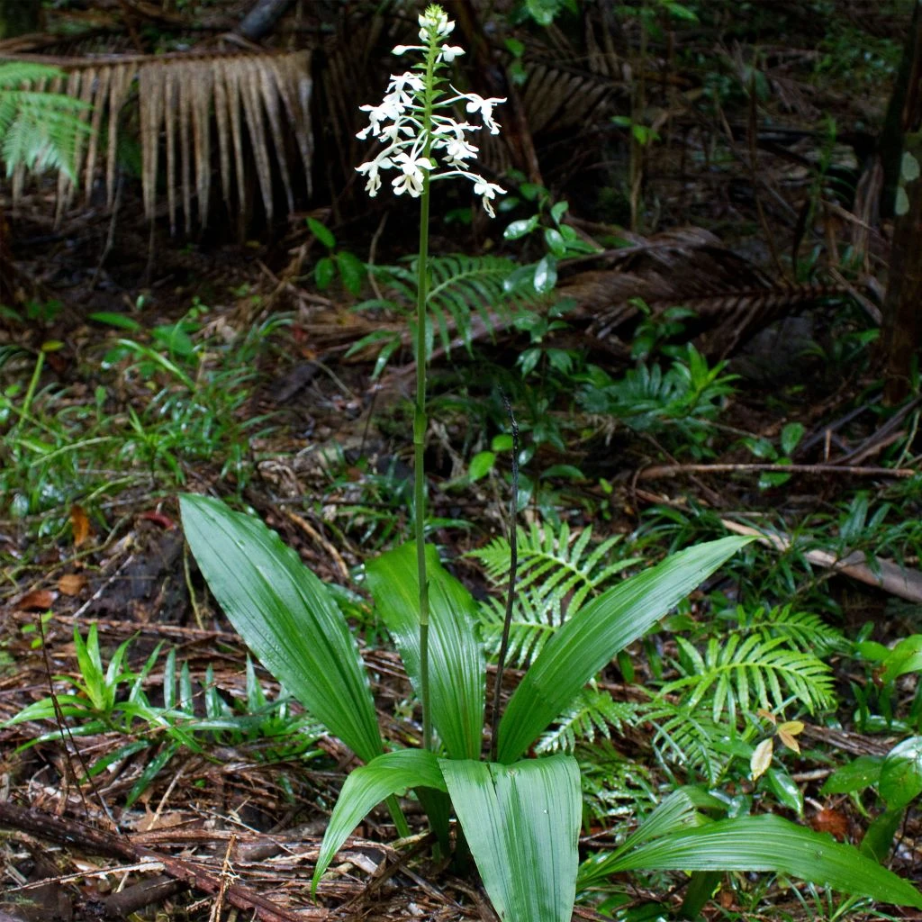 Calanthe Triplicata - Orchidée Vivace