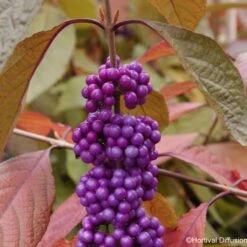 Callicarpa Bodinieri Imperial Pearl