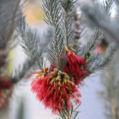 Calothamnus Quadrifidus Grey Form (= Grey Leaf)