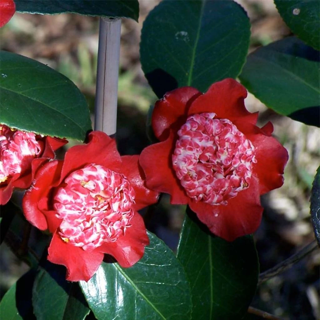 Camélia Lipstick - Camellia Japonica