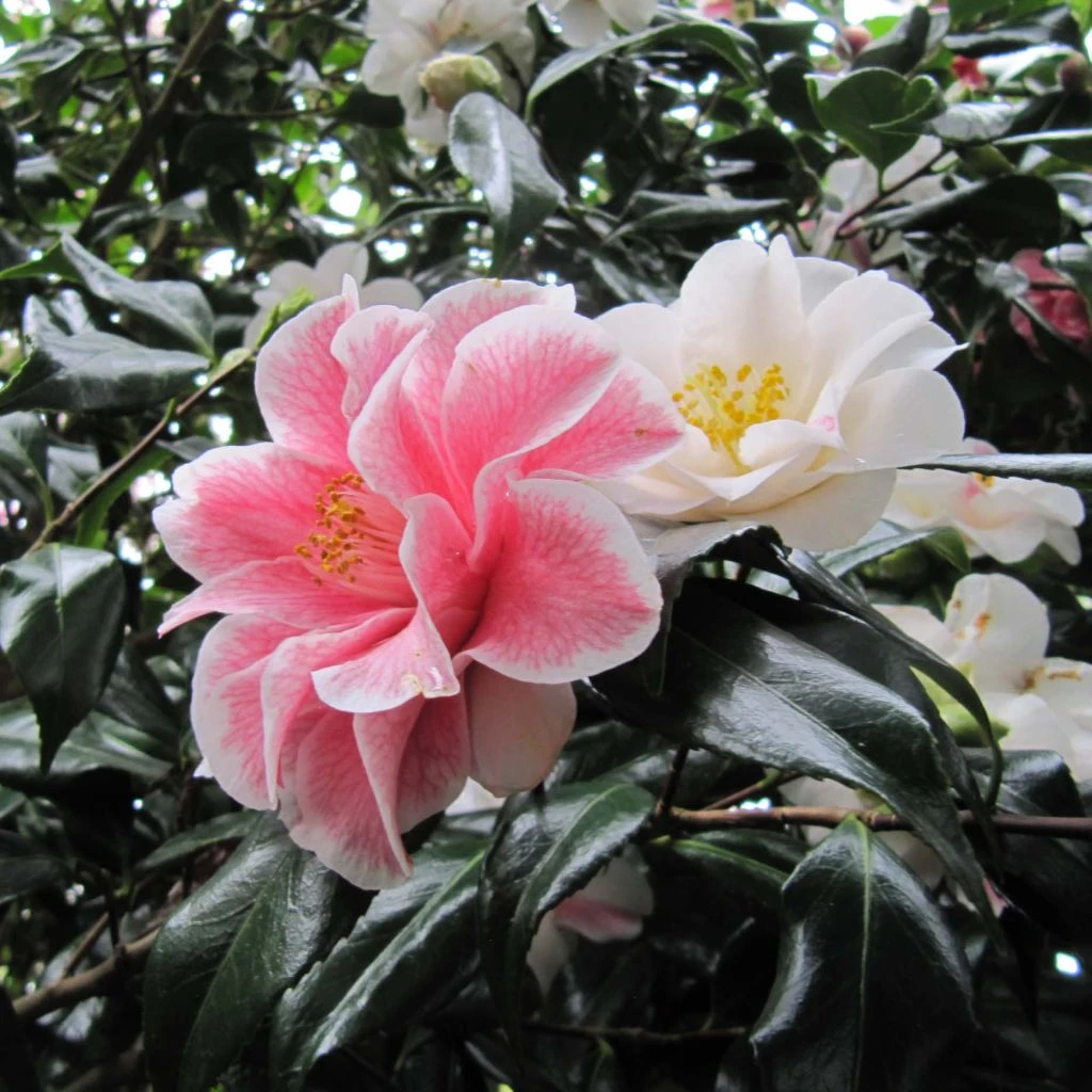 Camélia Lady Vansittart - Camellia Japonica