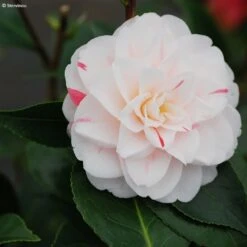 Camélia Stacy Susan - Camellia Japonica