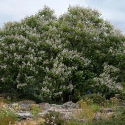 Catalpa Erubescens Purpurea - Catalpa Pourpre