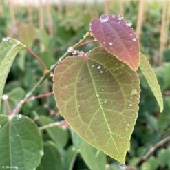 Cercidiphyllum Japonicum Glowball - Arbre à Caramel