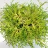 Chamaecyparis Obtusa Kamarachiba - Faux Cyprès Hinoki Du Japon