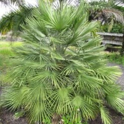 Chamaerops Humilis - Palmier Nain