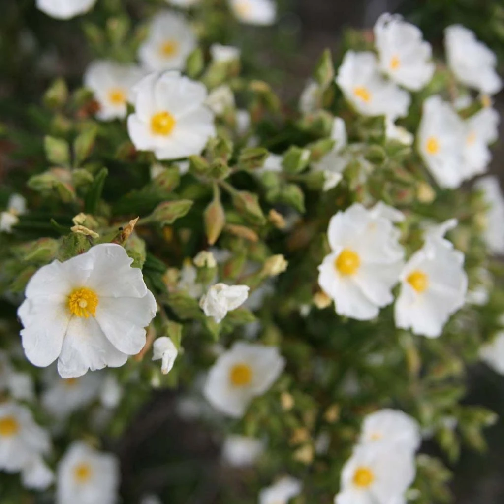 Cistus Monspeliensis - Ciste De Montpellier