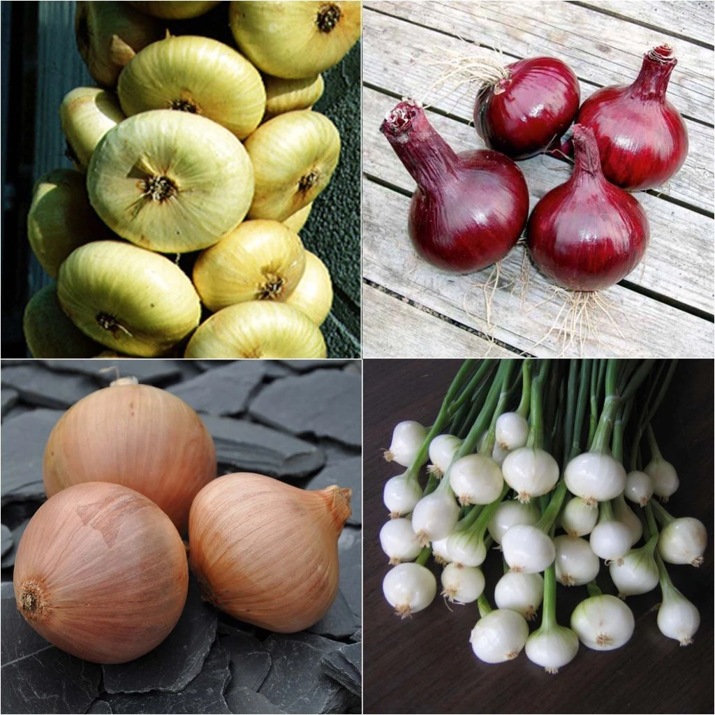 Collection 4 Oignons Colorés