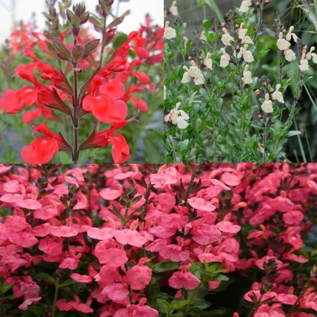 Collection De 3 Sauges