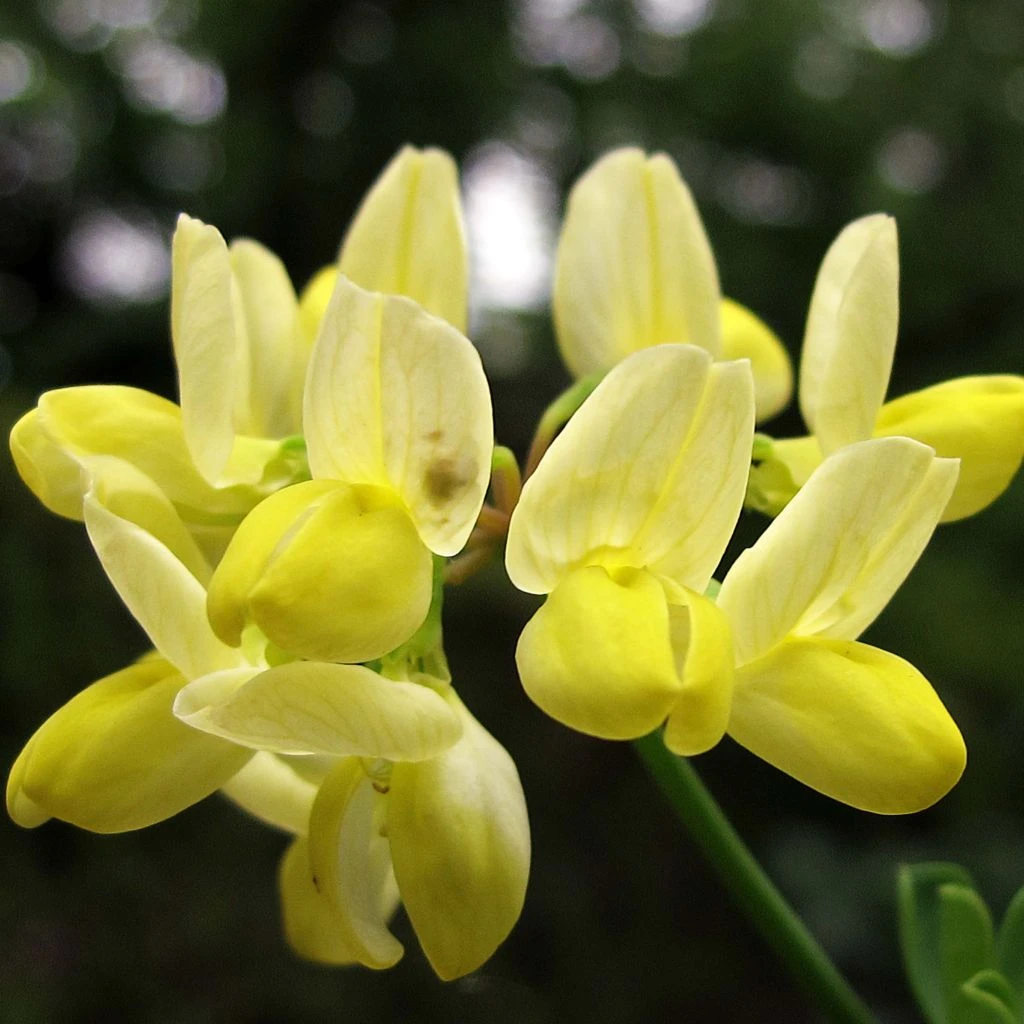 Coronille - Coronilla Valentina Subsp. Glauca Citrina