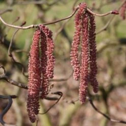 Noisetier Tortueux Pourpre - Corylus Avellana Red Majestic