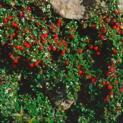 Cotoneaster Procumbens Streibs Findling - Cotonéaster Rampant