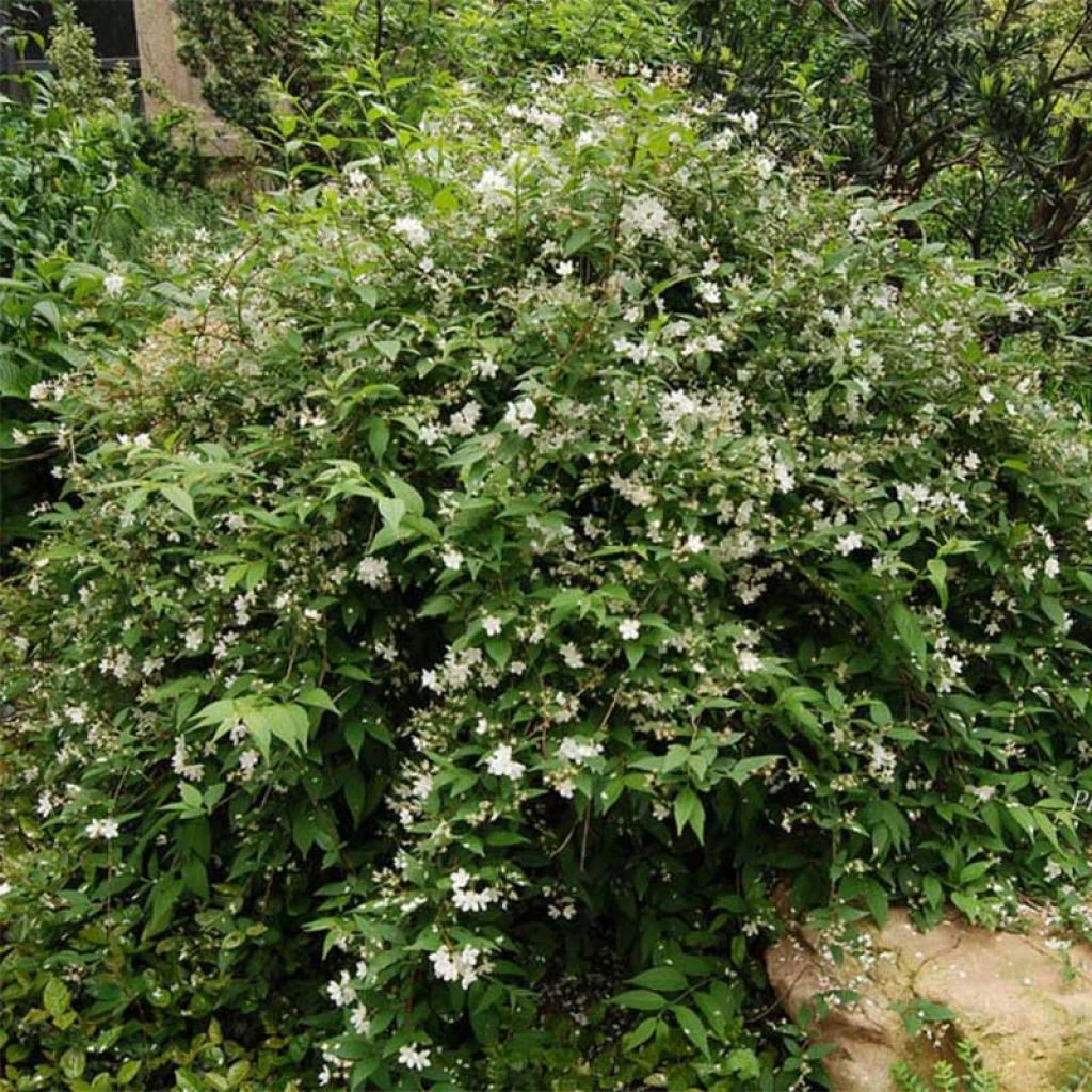 Deutzia Rosea Campanulata