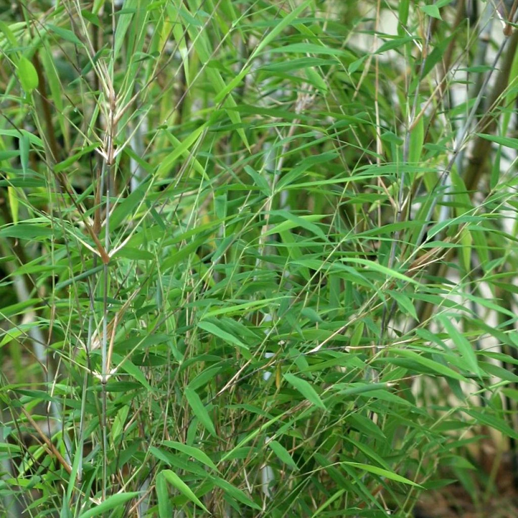 Fargesia Taibashan 2 - Bambou Non Traçant