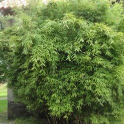 Fargesia Murielae Dino - Bambou Non Traçant