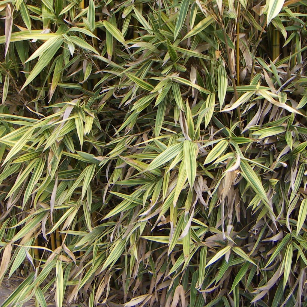 Hibanobambusa Tranquillans Shiroshima - Petit Bambou