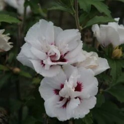 Hibiscus Syriacus Lady Stanley - Althéa Semi-double Bicolore