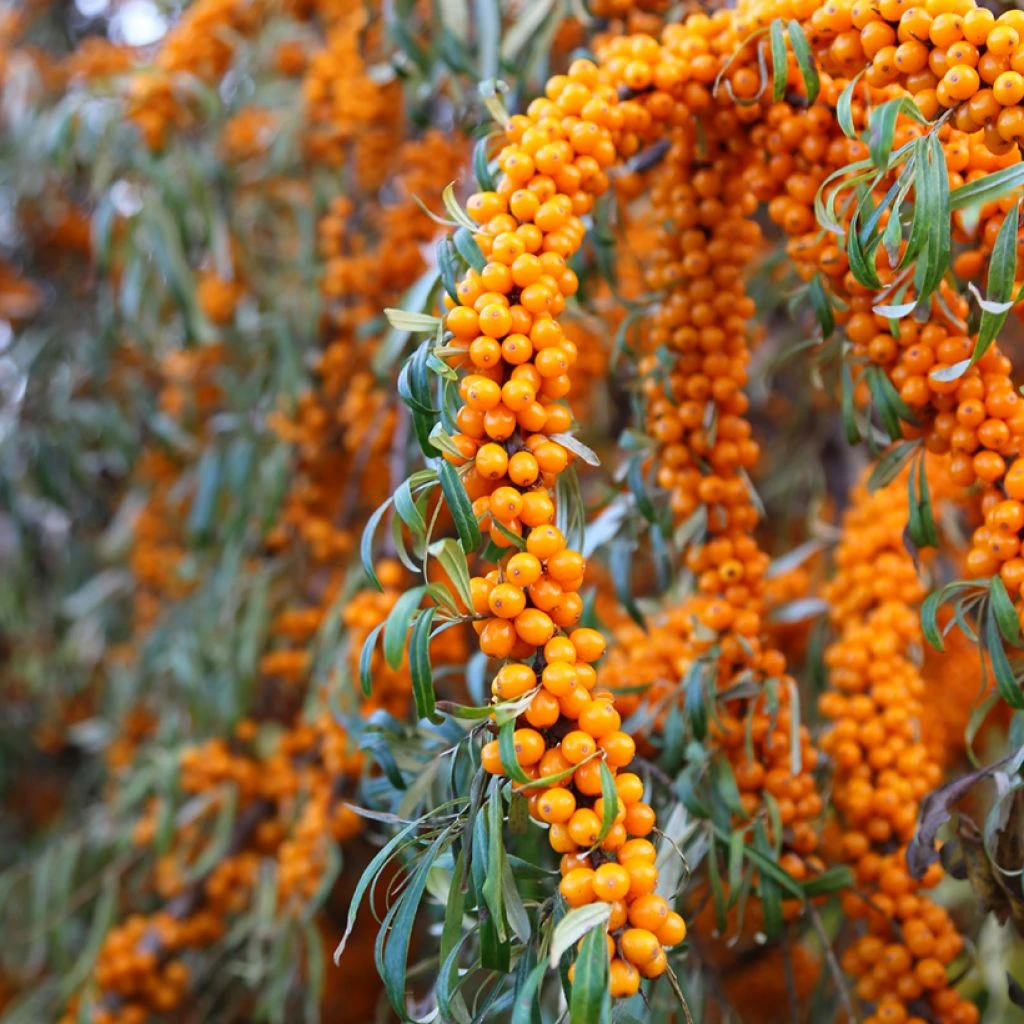 Hippophae Rhamnoides Orange Energy - Argousier