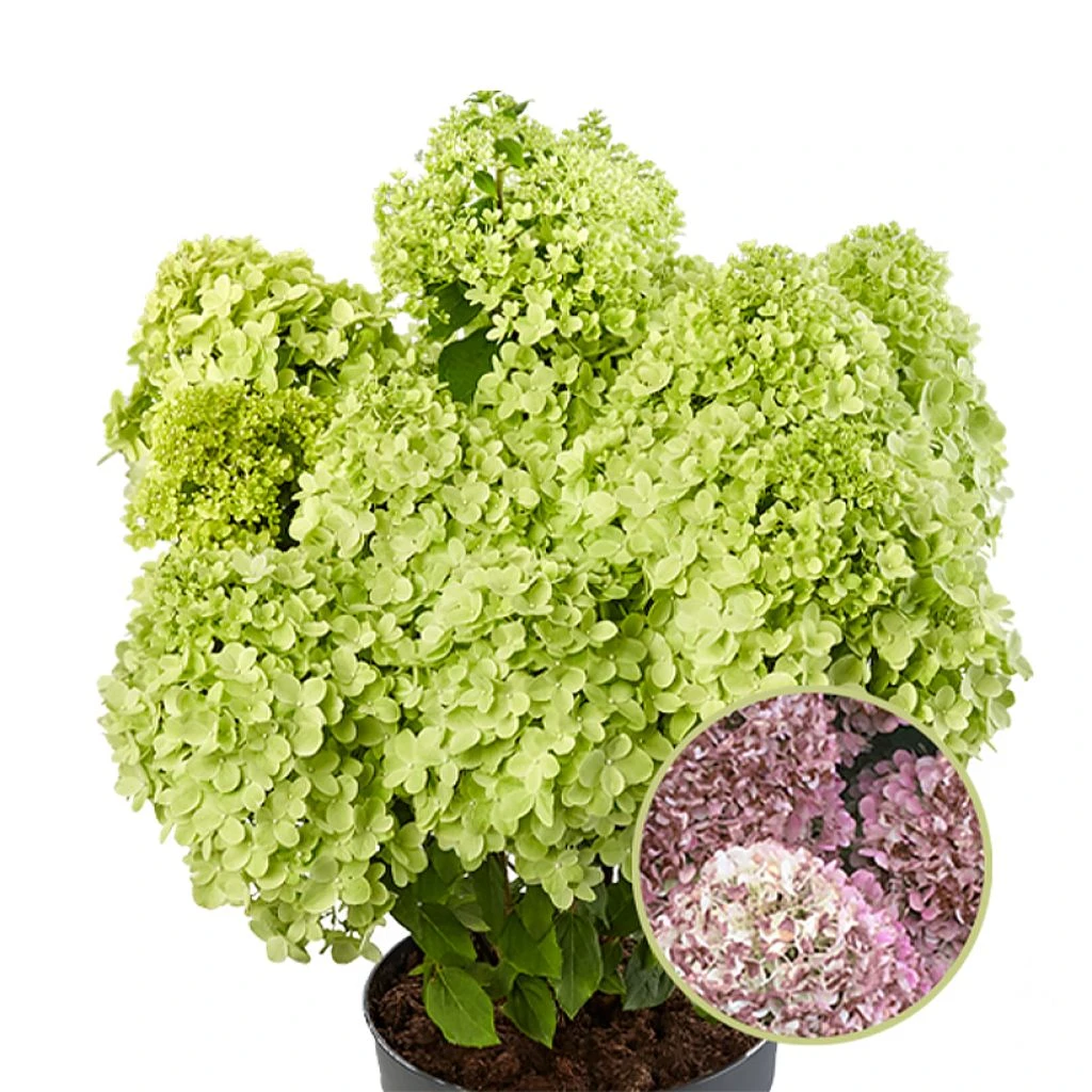 Hydrangea Paniculata Pandora - Hortensia Paniculé
