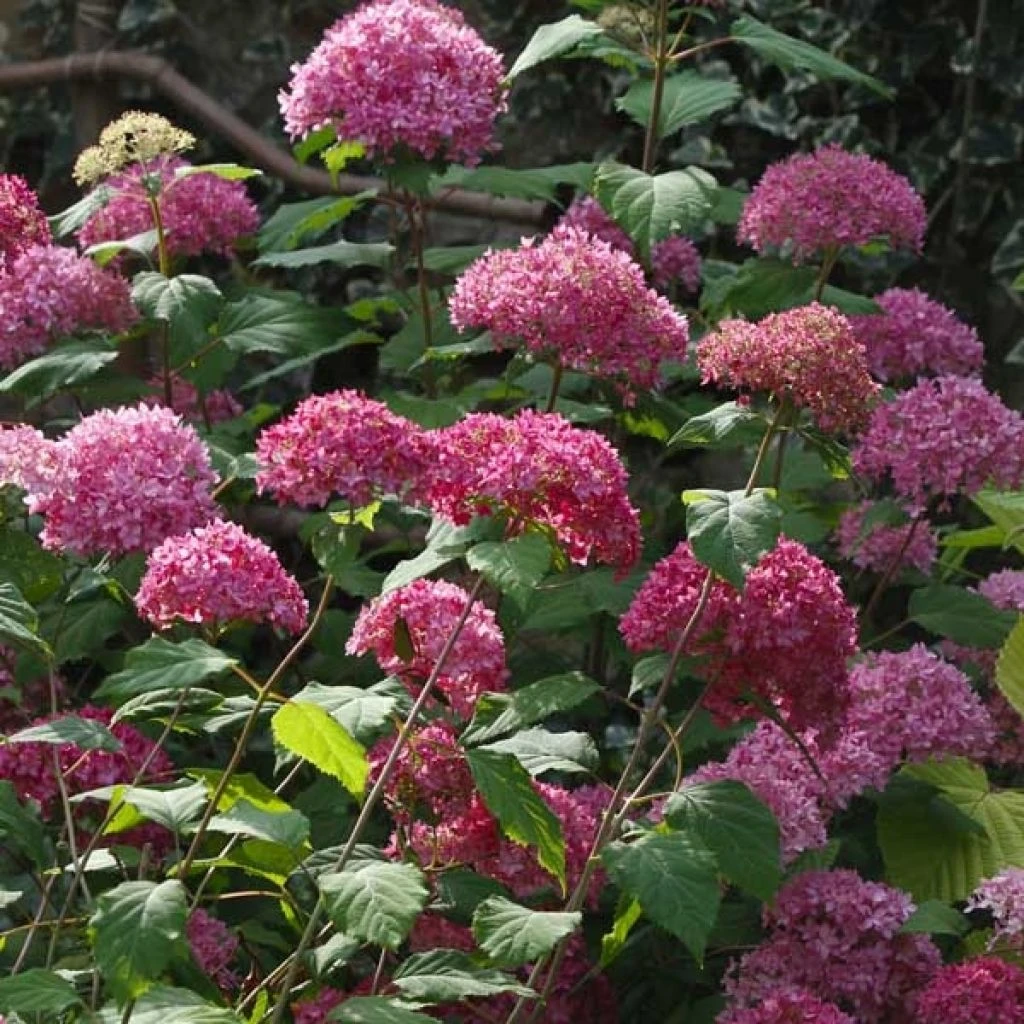 Hortensia Arborescens Bella Anna