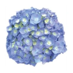 Hortensia - Hydrangea Macrophylla Bela