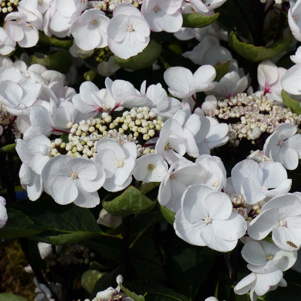 Hortensia - Hydrangea Macrophylla Choco Chic