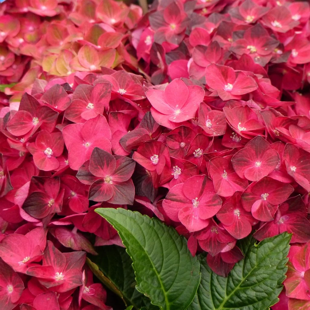 Hortensia - Hydrangea Macrophylla Magical Ruby Tuesday