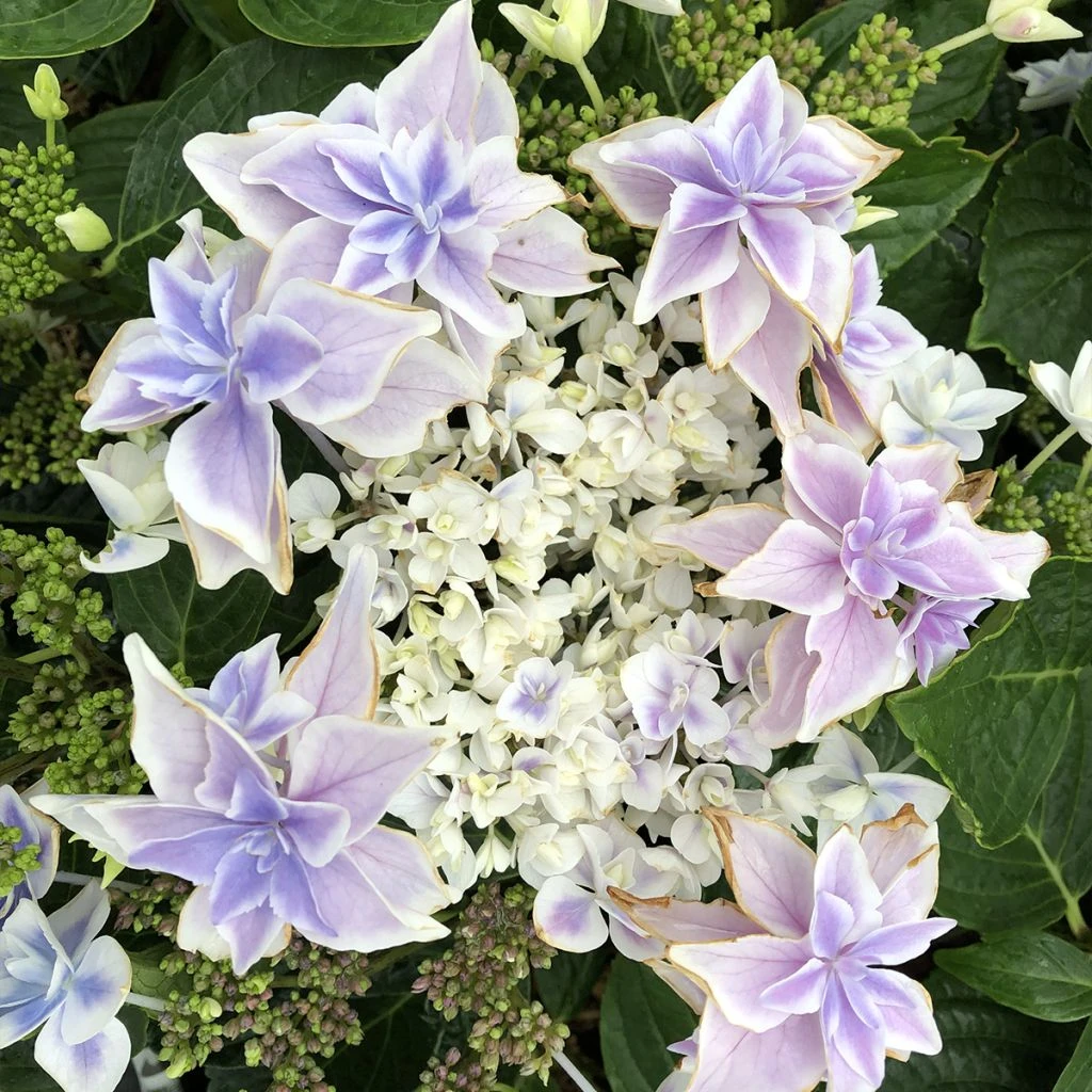 Hortensia - Hydrangea Macrophylla Stargazer