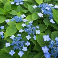 Hortensia Serrata Annie's Blue