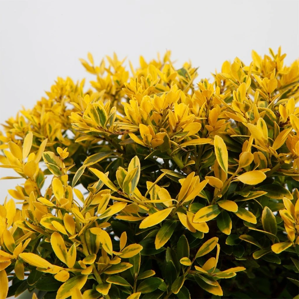 Ilex Crenata Lingold - Houx Crénelé