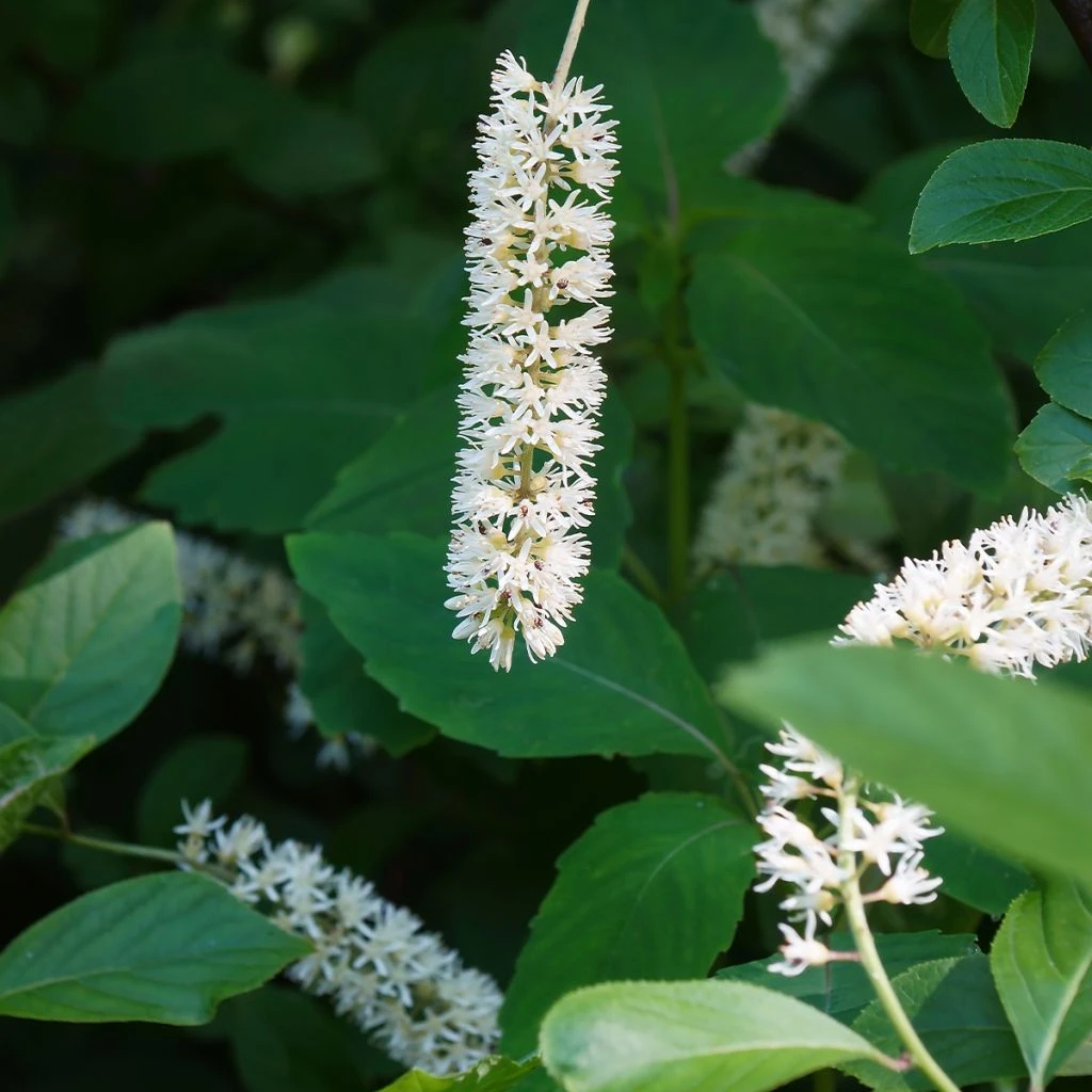 Itea Virginica Love Child - Itéa De Virginie