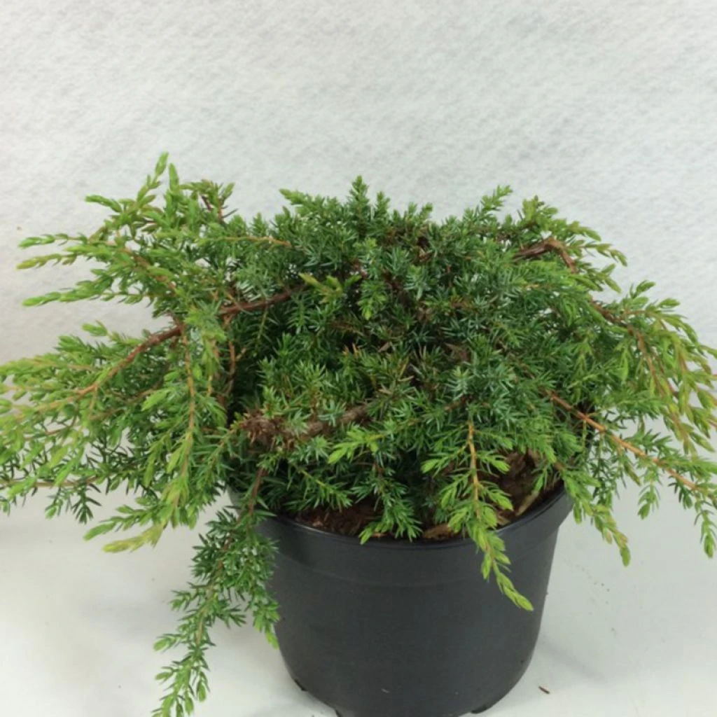 Juniperus Communis Hornibrookii - Genévrier Commun