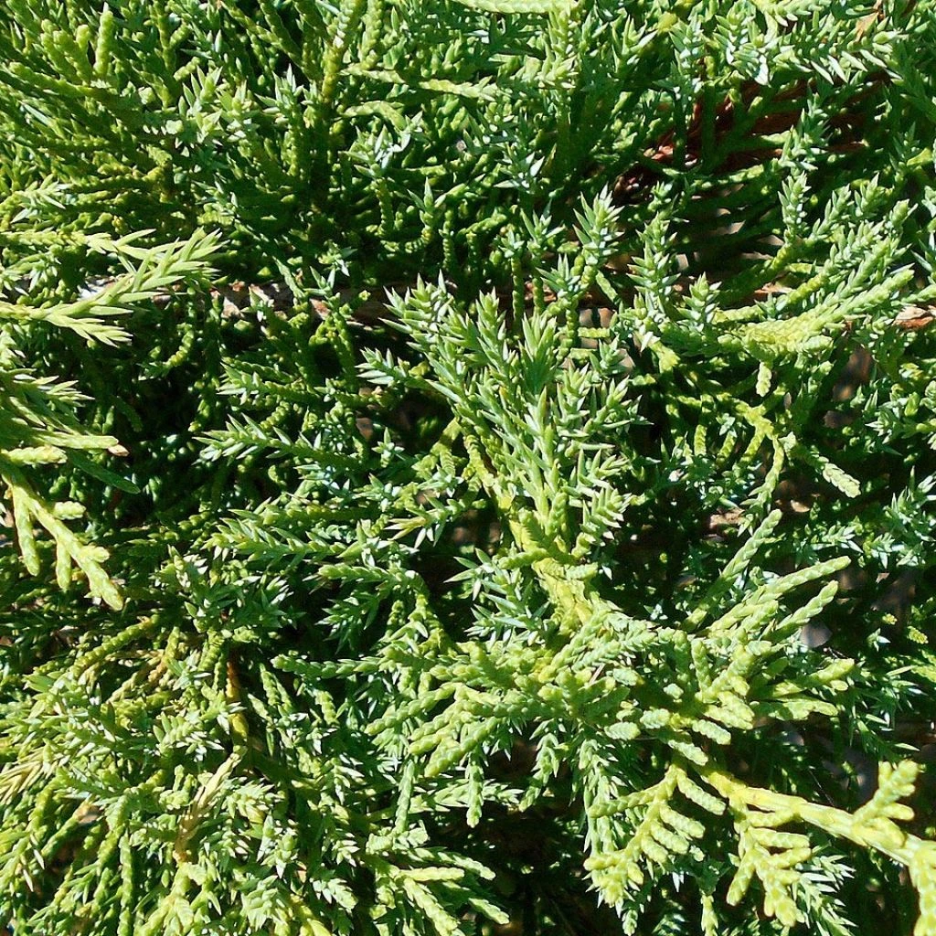 Genévrier De Pfitzer Compact - Juniperus Pfitzeriana Compacta