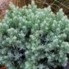 Juniperus Squamata Blue Star - Genévrier écailleux