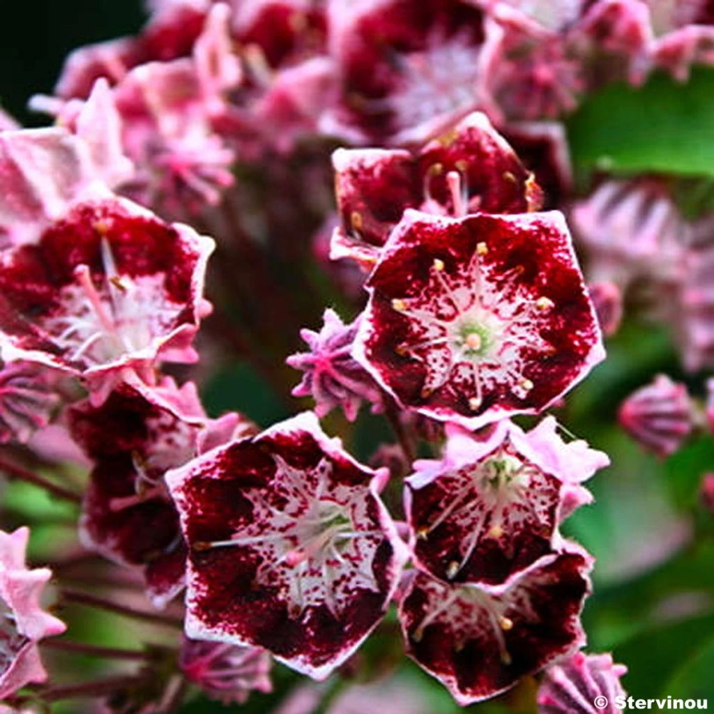 Kalmia Latifolia Bull's Eye - Laurier Des Montagnes Rouge Et Blanc