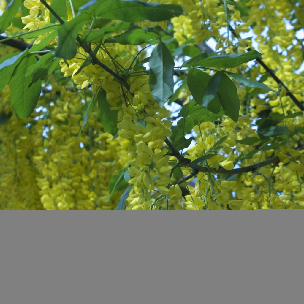 Laburnum Anagyroides - Cytise à Grappe