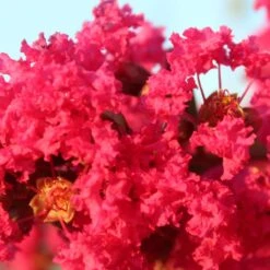 Lagerstroemia Indica Périgord Pourpre - Lilas Des Indes