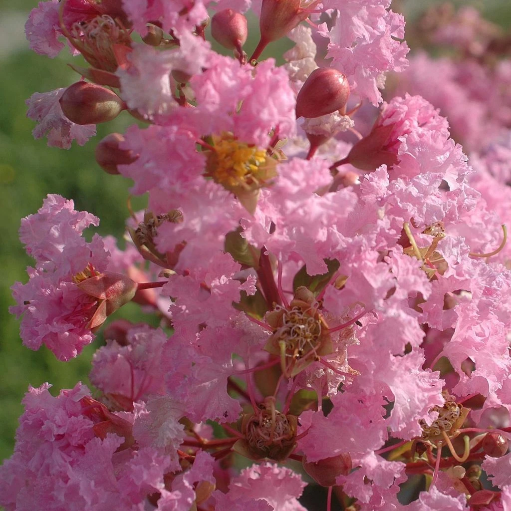 Lagerstroemia Indica Rose Thé - Lilas Des Indes